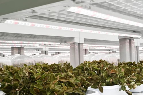 金線蓮的功效、價值與技術開發前景